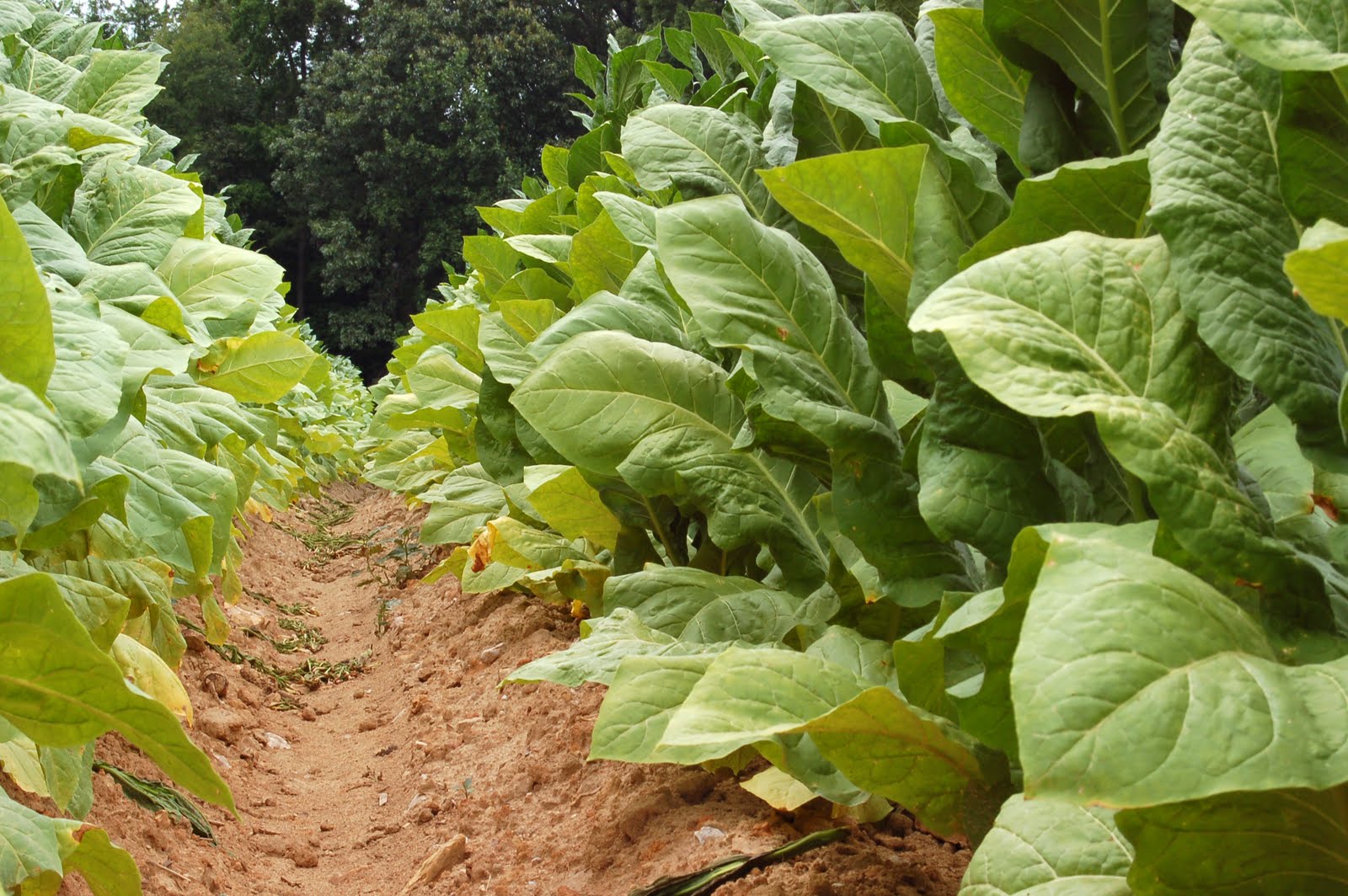 Lavoura de tabaco