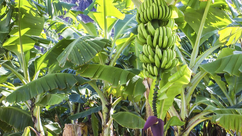 Cultivo da banana