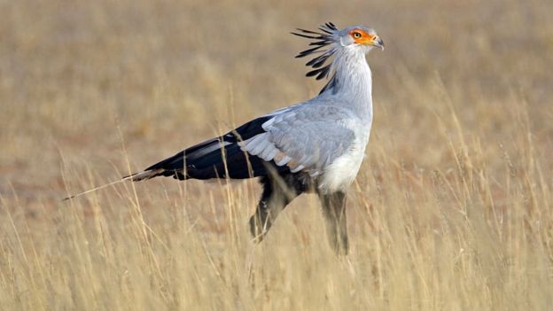 Serpent&aacute;rio desfila em meio ao capim alto do deserto de Kalahari, na &Aacute;frica.jpg