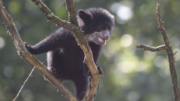 O urso andino, fotografado em um zool&oacute;gico na Alemanha, &eacute; o &uacute;nico urso nativo da Am&eacute;rica do Sul.jpg