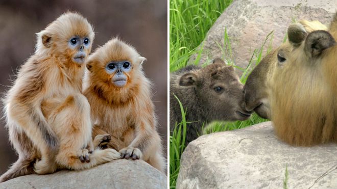 O macaco-dourado de nariz arrebitado (&agrave; esquerda) e a cabra gnu, ou Takin (&agrave; direita), est&atilde;o na lista.jpg
