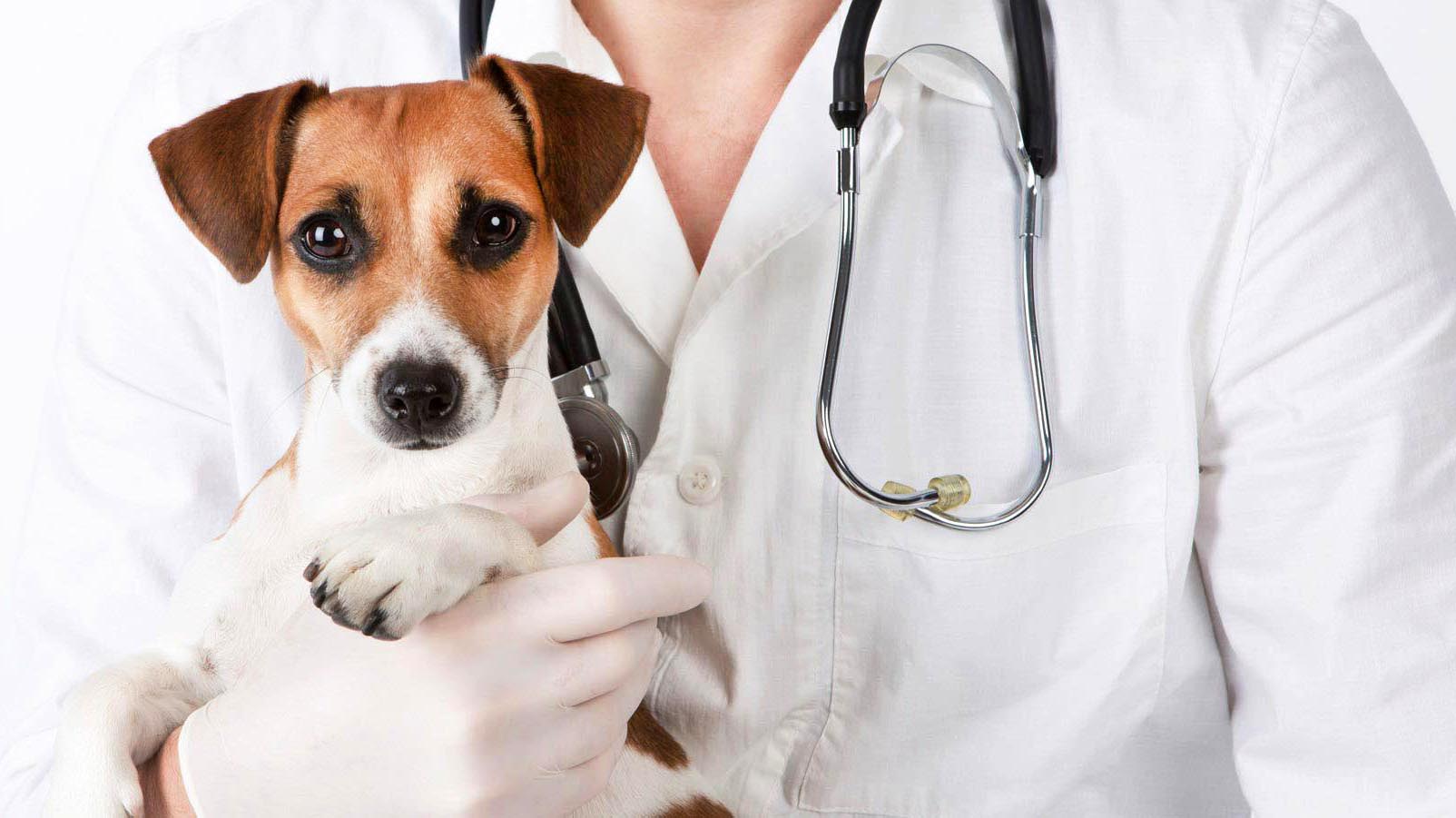 cachorro veterinario