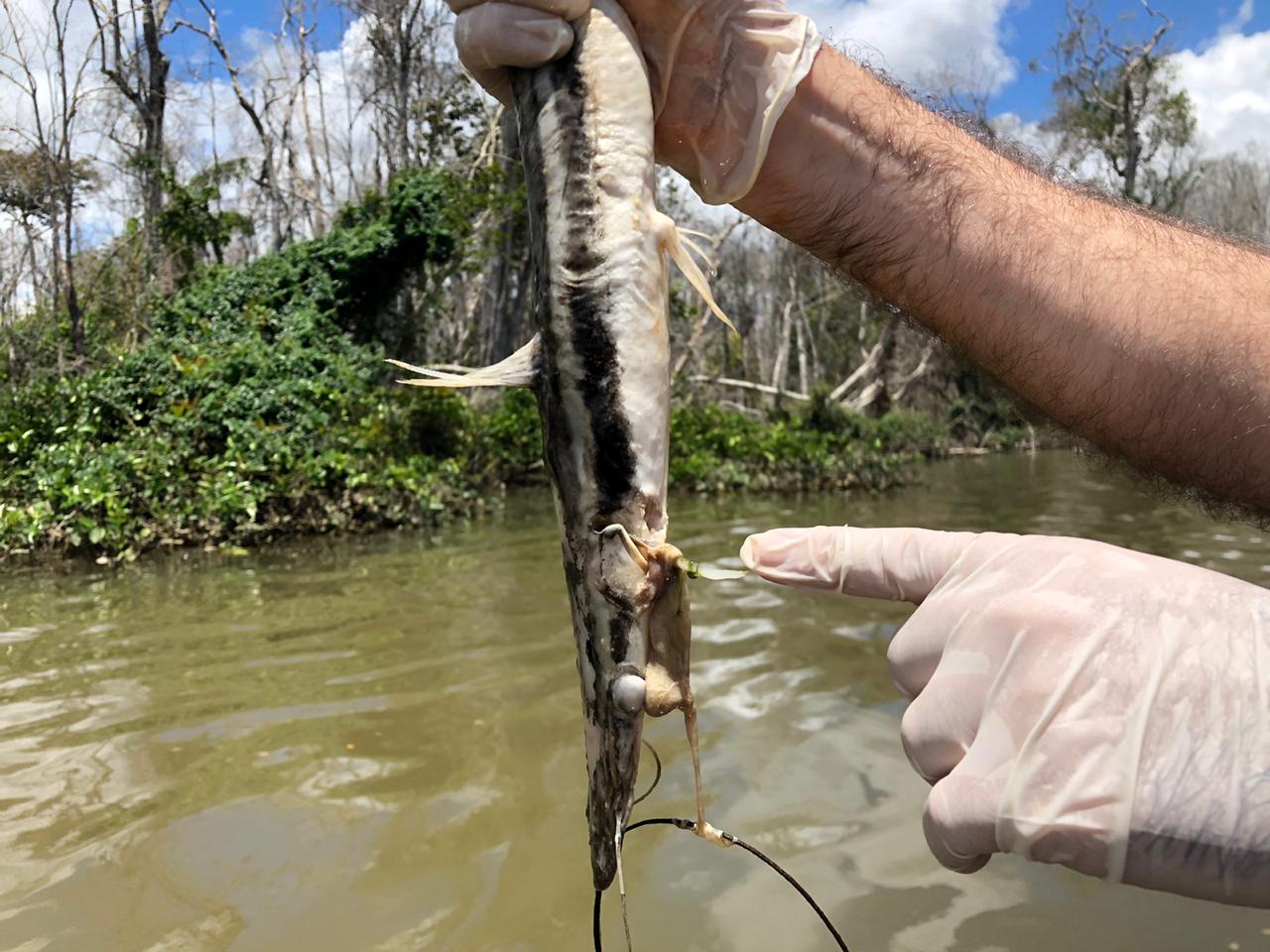 Peixes apresentam olhos saltados, v&iacute;ceras expostas e outros sinais de barotrauma