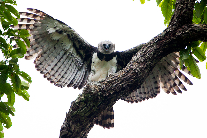 Gavi&atilde;o Real ou Harpia - esp&eacute;cie da fauna brasileira na lista em extin&ccedil;&atilde;o.jpg