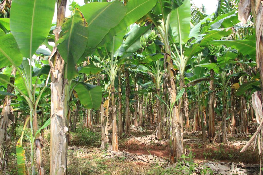 Produtores rurais recebem 800 mudas de banana da terra para avalia&ccedil;&atilde;o de quatro cultivares em MT