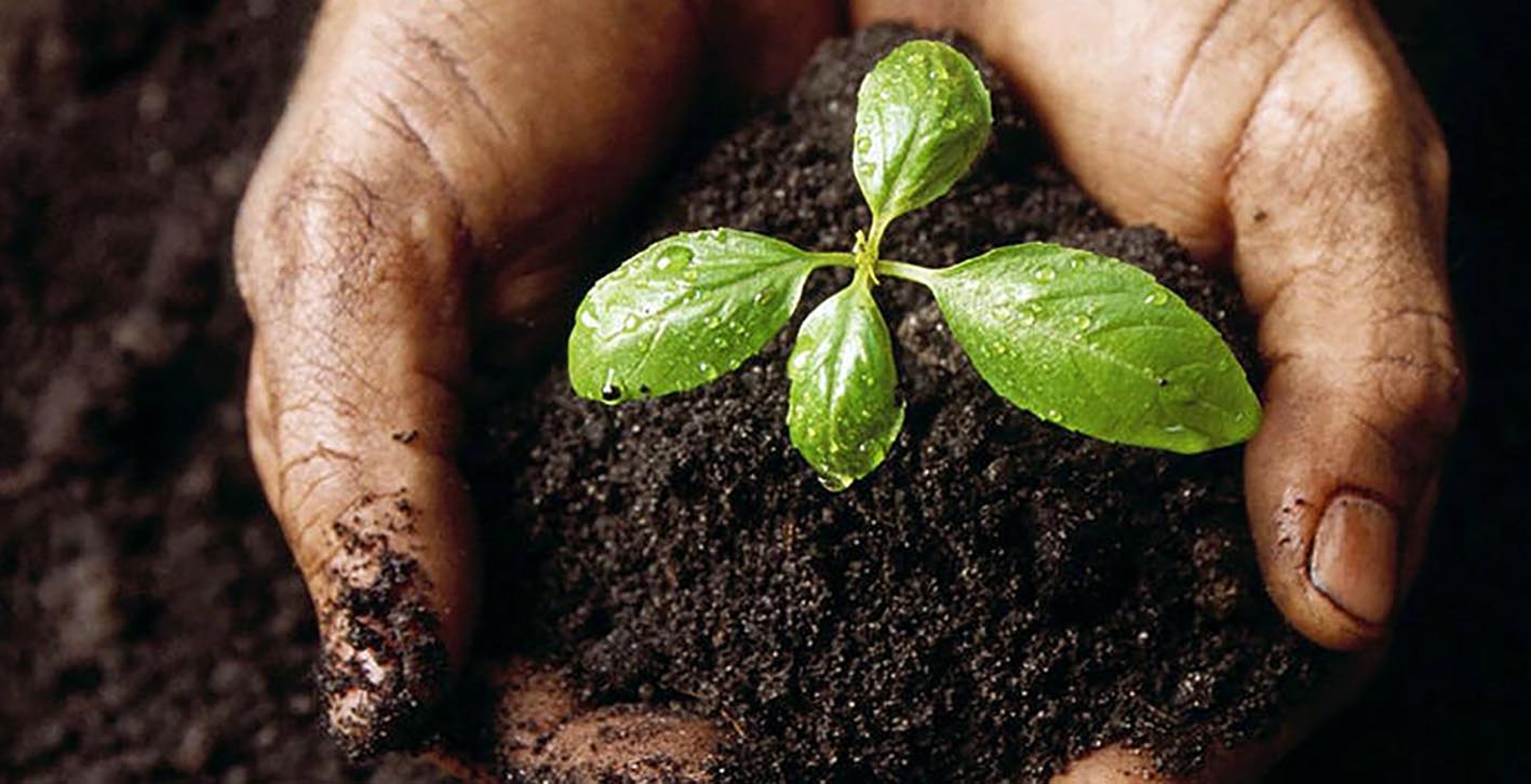 compostagem planta ecossistema