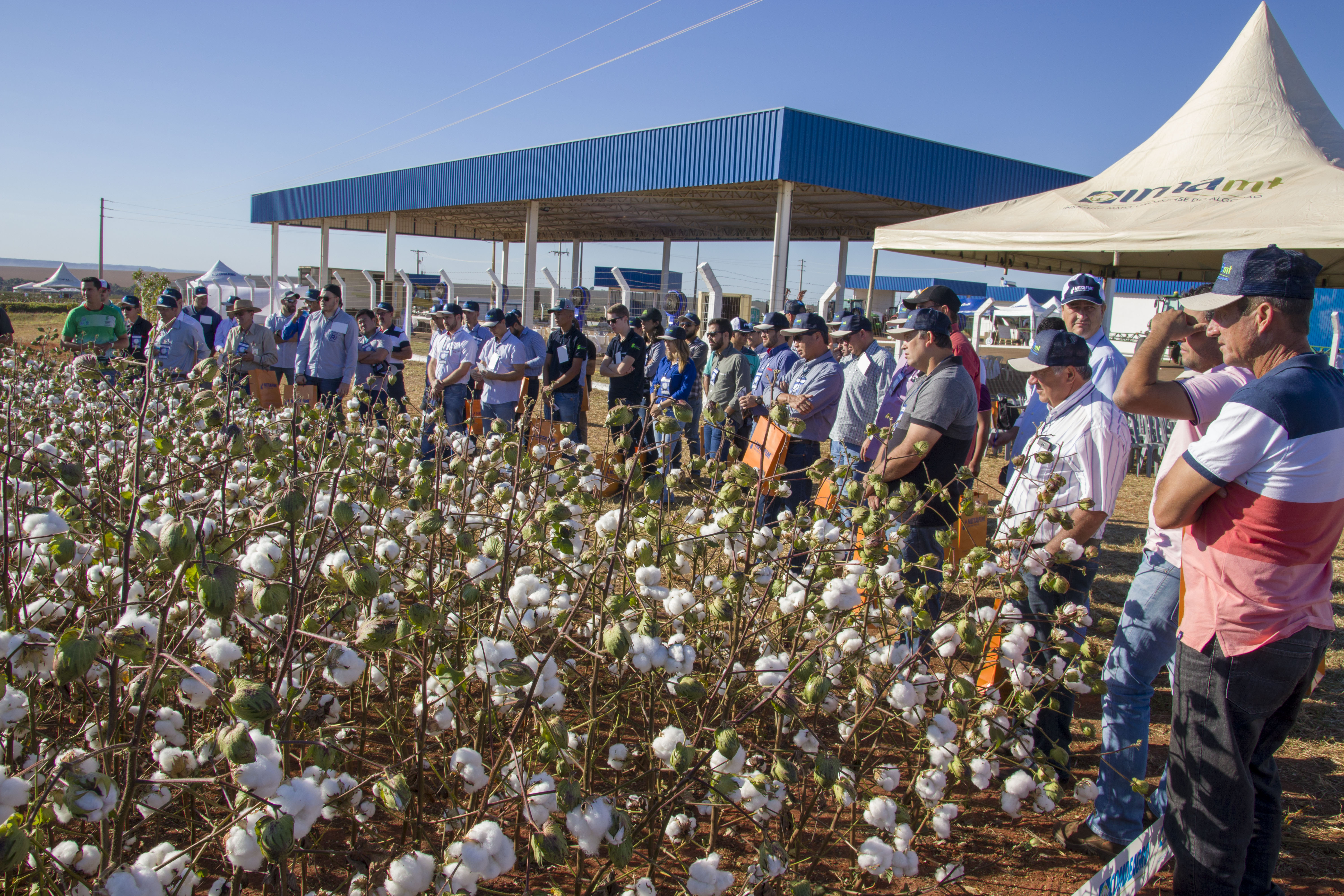 Inova&ccedil;&atilde;o tecnol&oacute;gica marca Dia de Campo do Algod&atilde;o em Campo Verde
