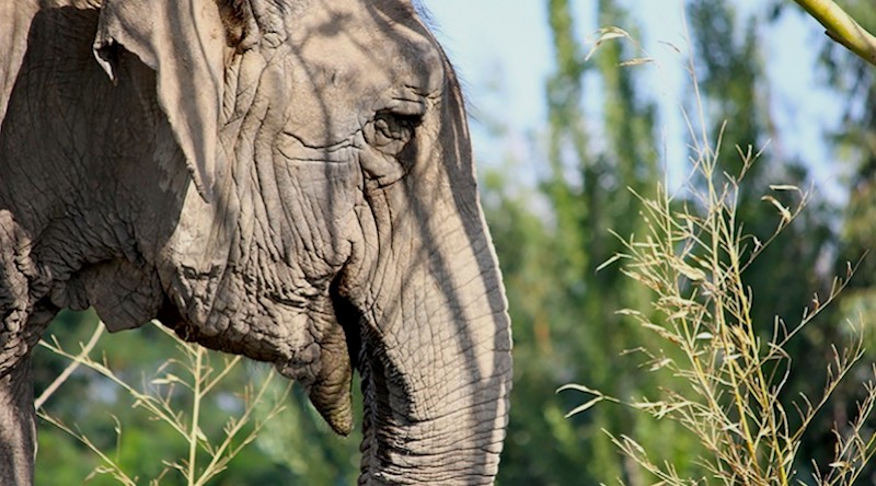 Ramba viveu boa parte de seus 53 anos em circos