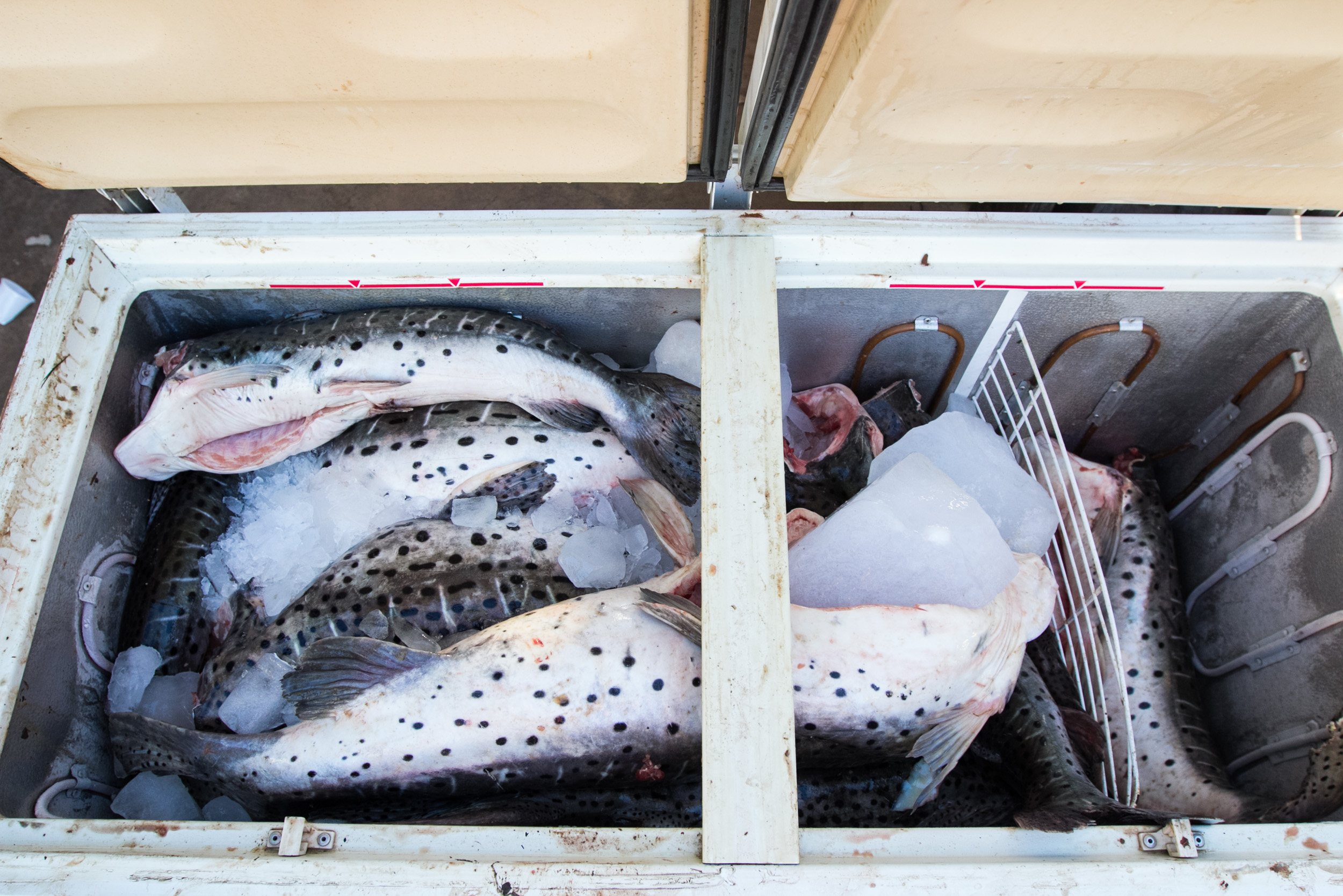 Pescado ilegal.jpg