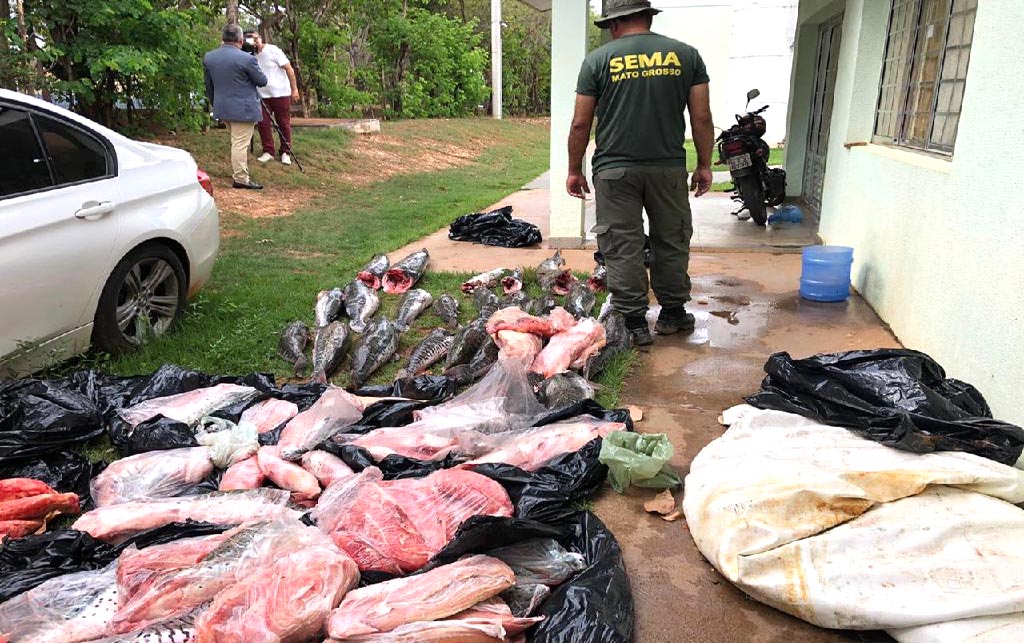 peixe ilegal apreendido