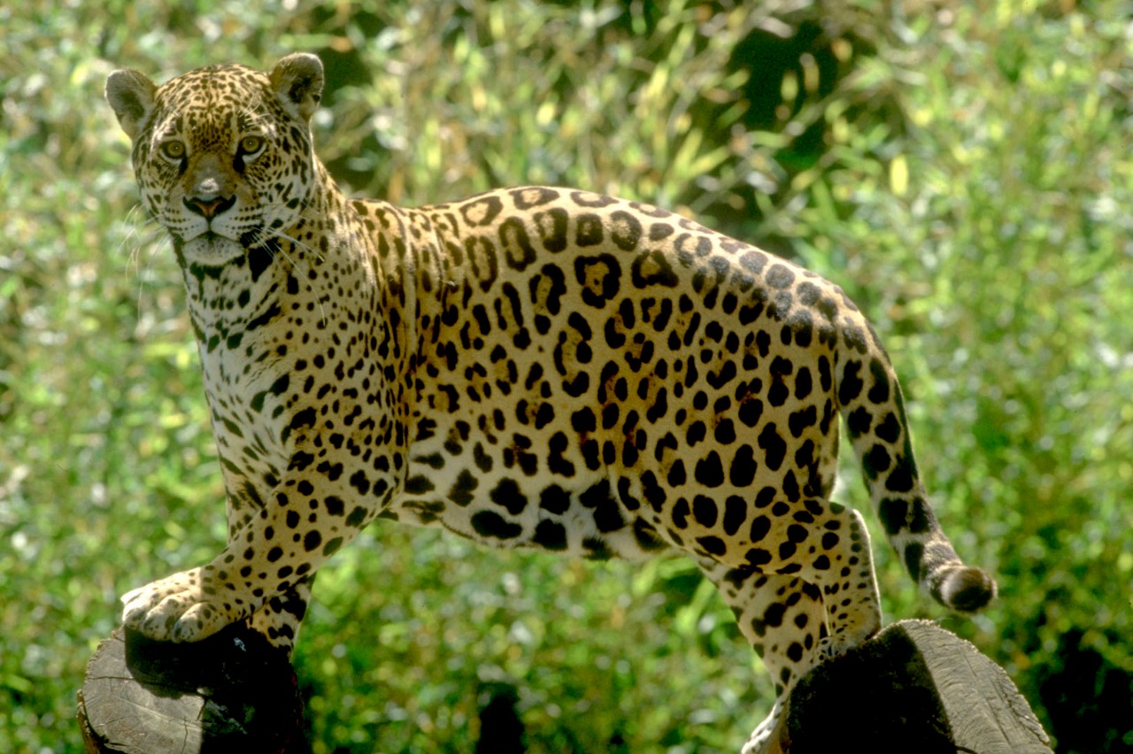 On&ccedil;a pintada