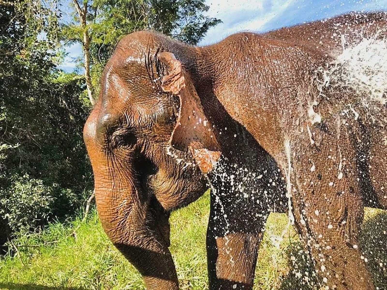 Guida, uma das primeiras moradoras do Santu&aacute;rio dos Elefantes, morreu ? Santu&aacute;rio de Elefantes Brasil (SEB).jpg