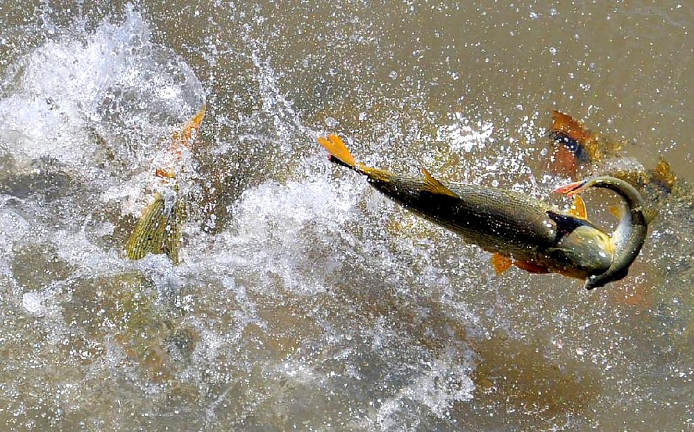 piraputanga peixe piracema