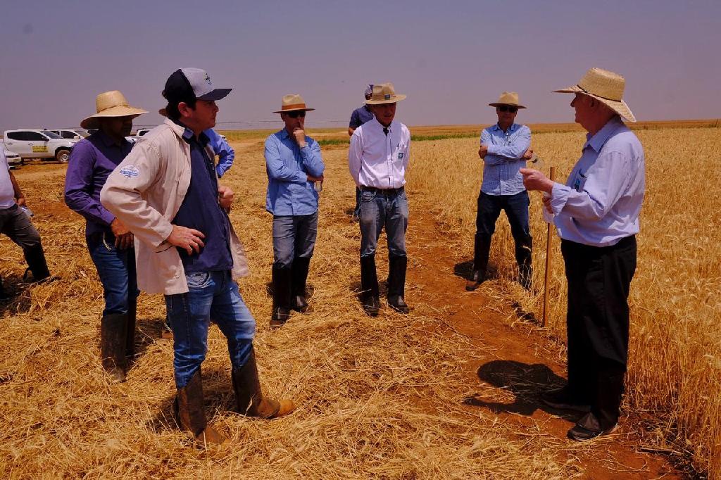 O pesquisador Hort&ecirc;ncio Paro fala que Mato Grosso consome 140 mil toneladas de farinha de trigo por ano