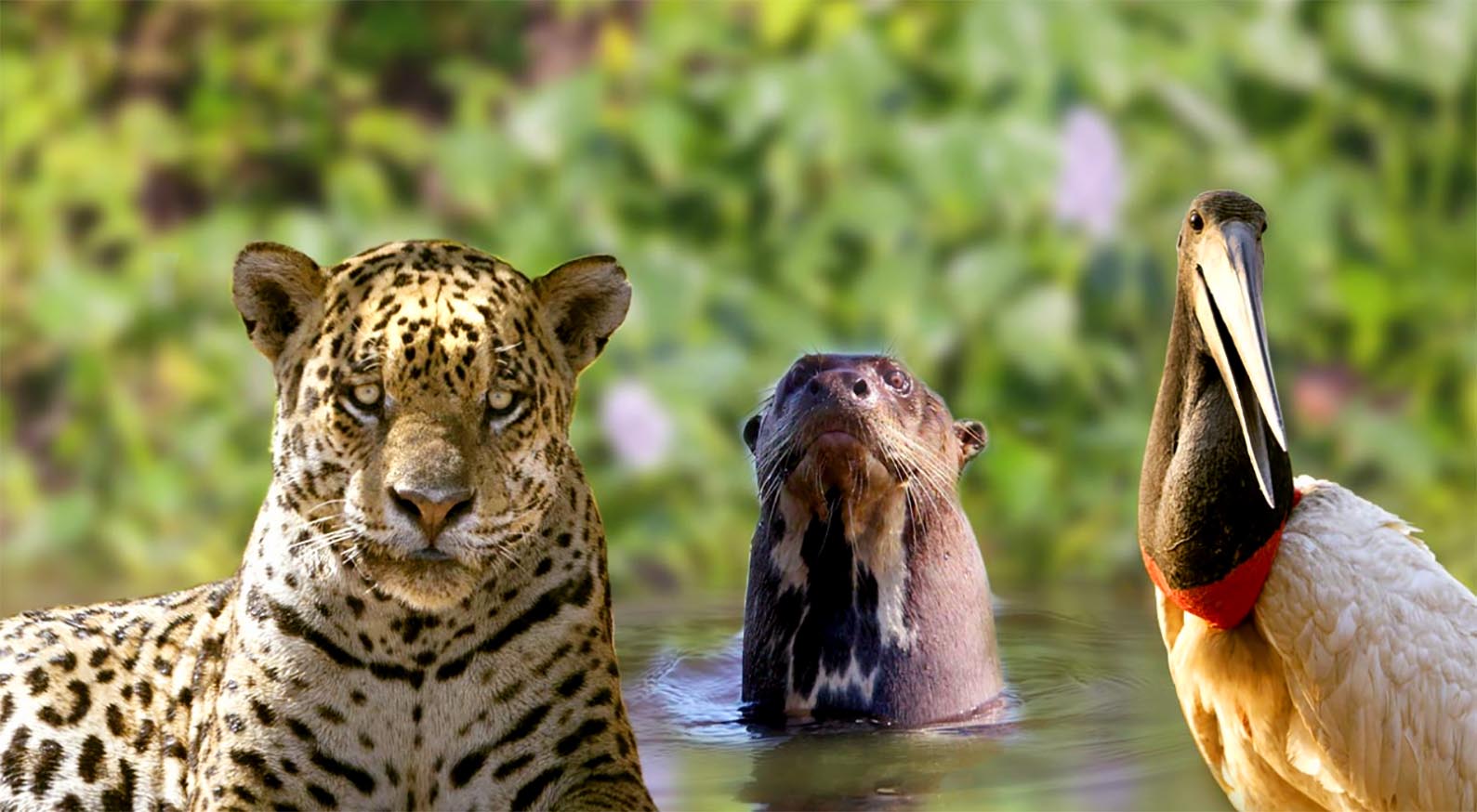 Projeto bichos do pantanal