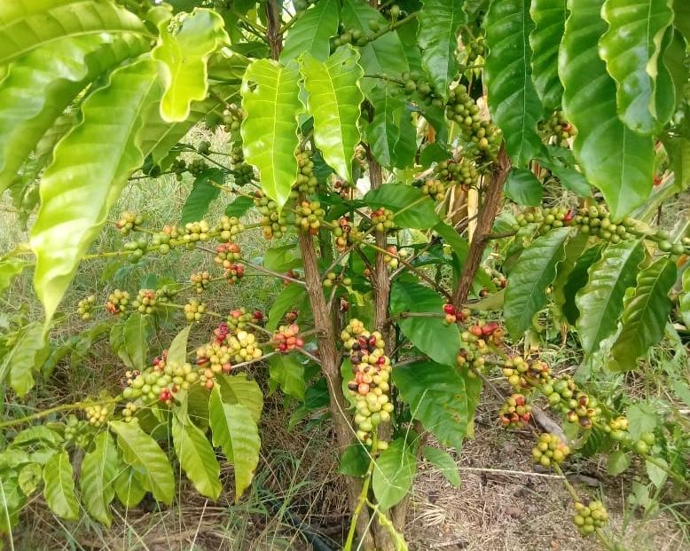 O plantio do caf&eacute; ocupa uma &aacute;rea de 50 hectares