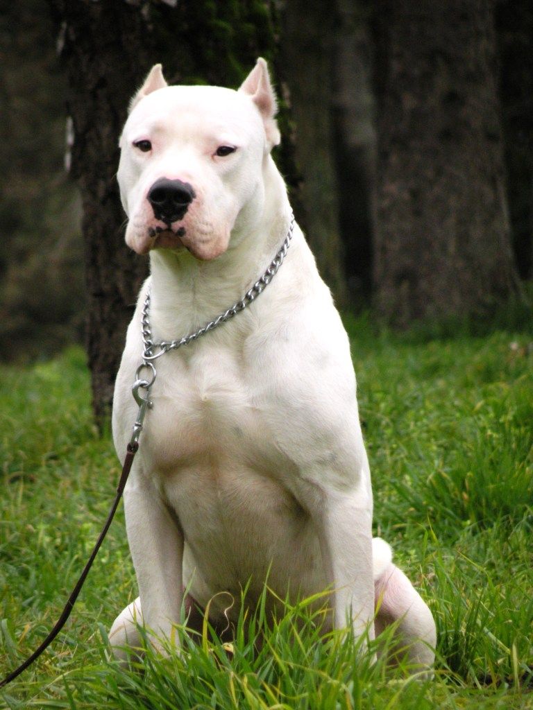 C&atilde;o Dogo