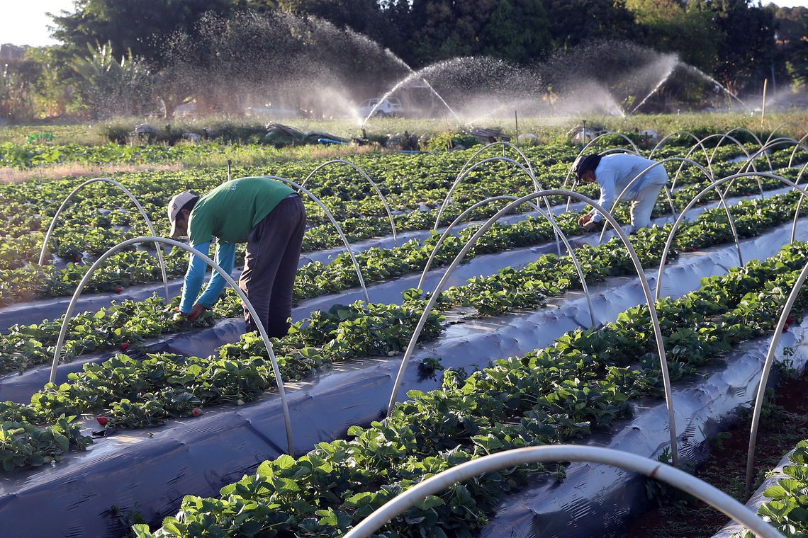 Cresce n&uacute;mero de agricultores com acesso ao seguro rural.