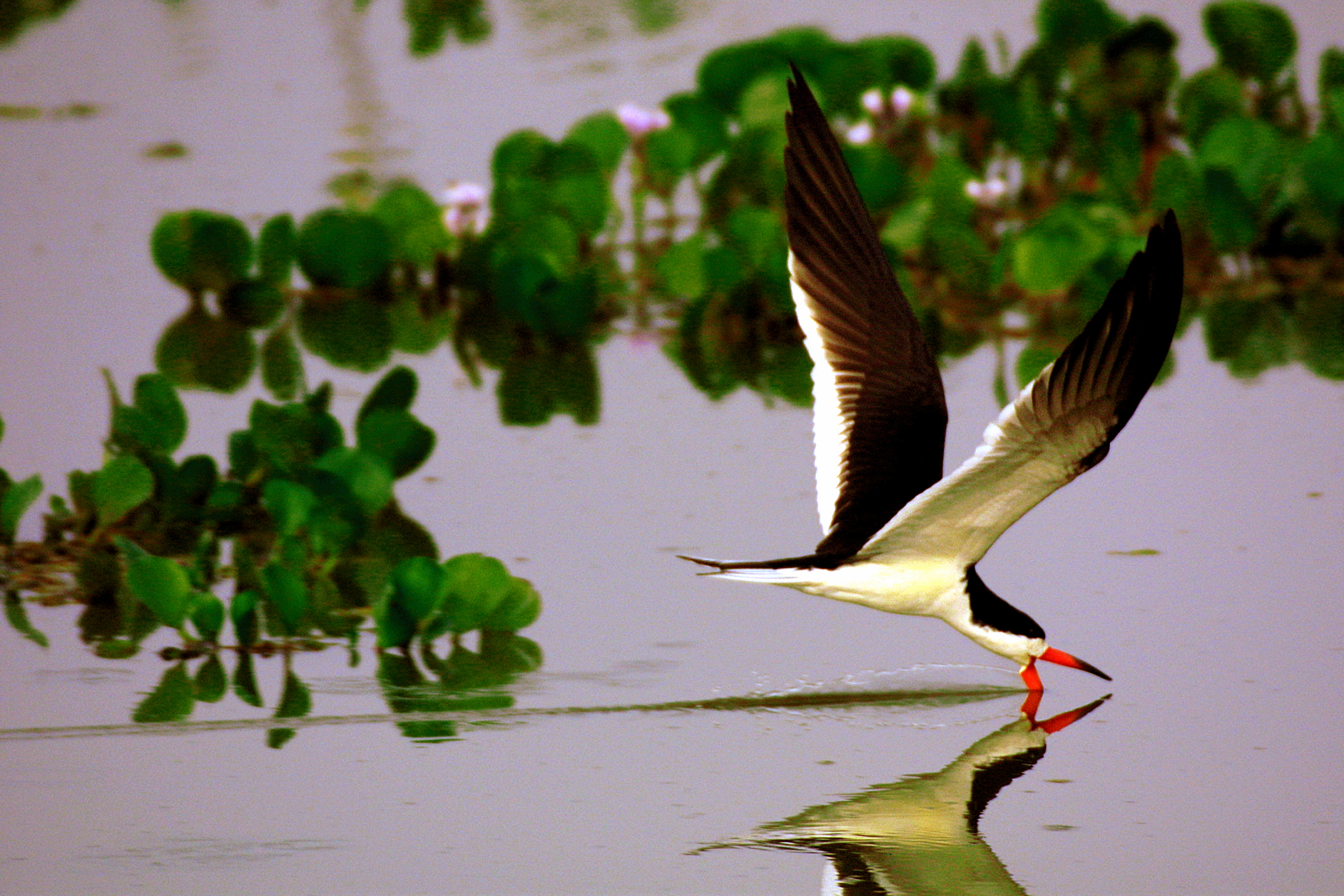 Pantanal - Bigua