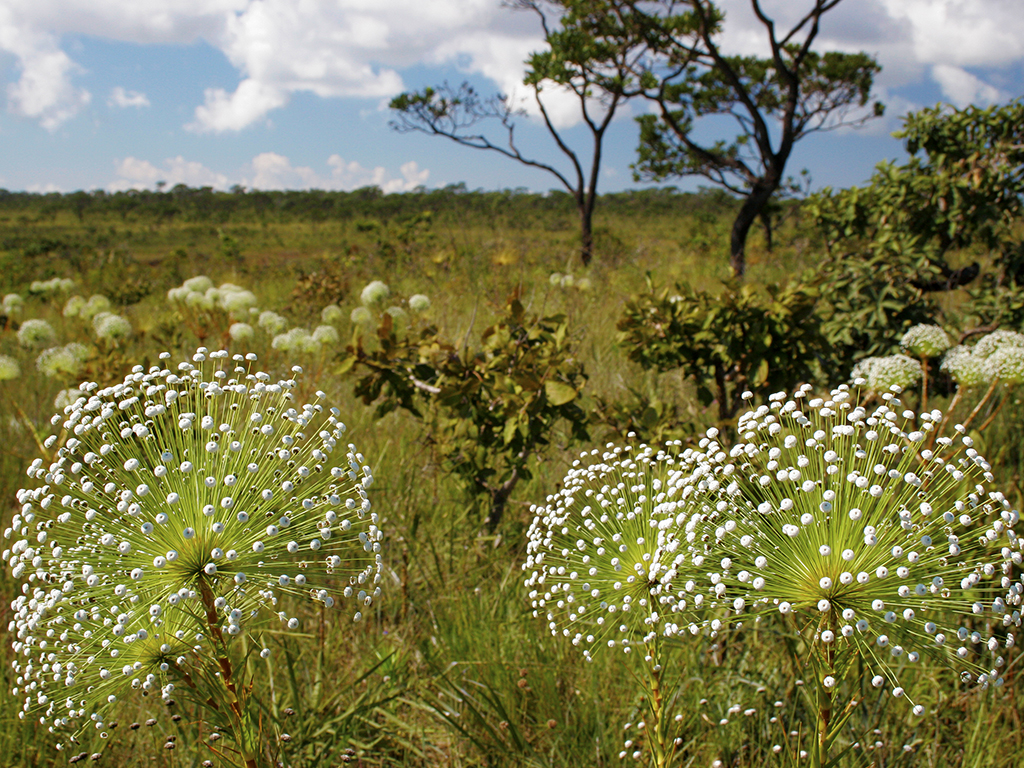 Cerrado