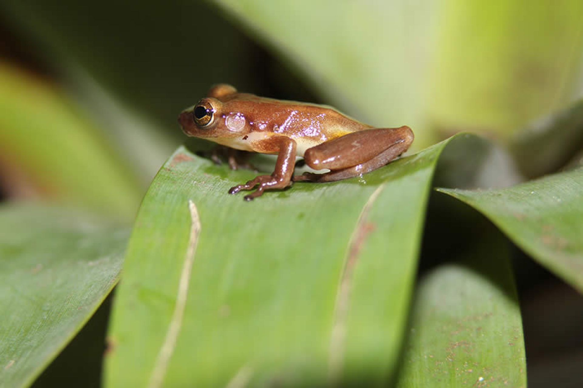 Perereca