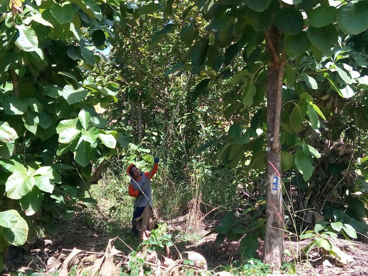Reeducandos de &Aacute;gua Boa na planta&ccedil;&atilde;o de teca