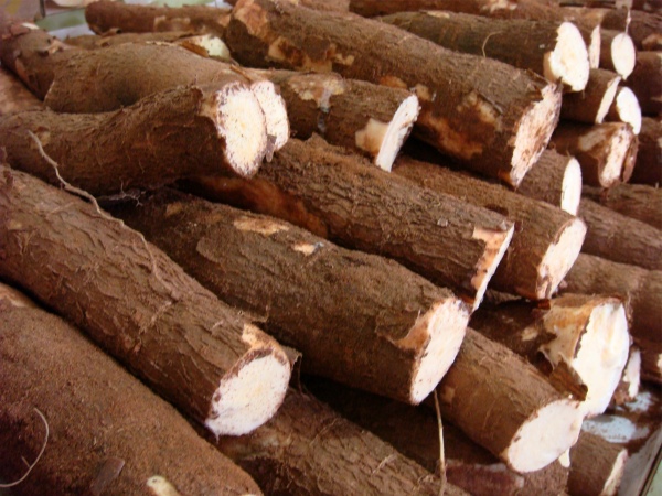 Cultivar de mesa de polpa amarela pode alcan&ccedil;ar 70 toneladas por hectare 