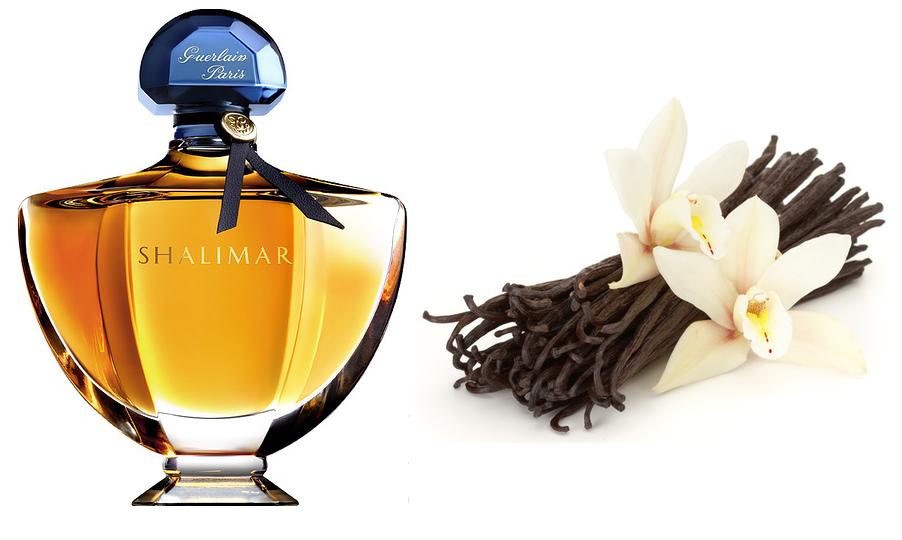 Perfume Oriental