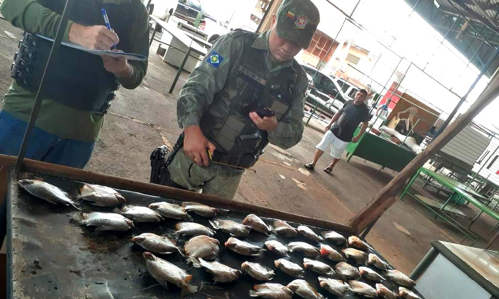 pescado apreendido tangara da serra