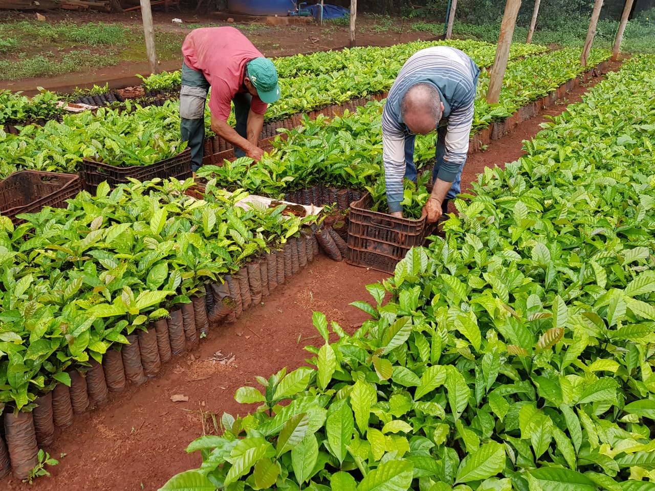 O viveiro tem capacidade para produzir 50 mil mudas de caf&eacute;.jpg