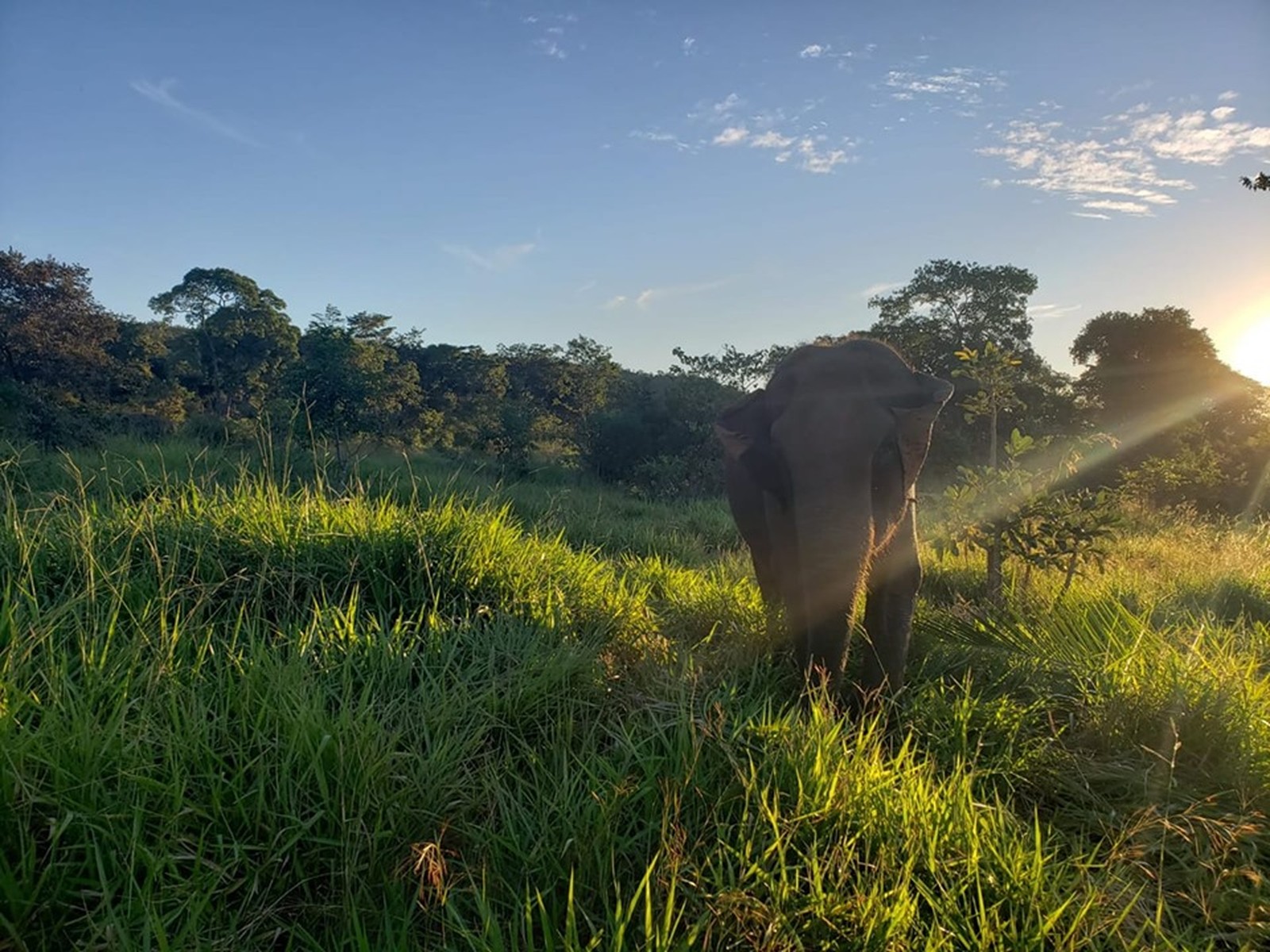 Elefanta Guida morreu no Santu&aacute;rio de Elefantes da Am&eacute;rica Latina, localizado em Chapada dos Guimar&atilde;es
