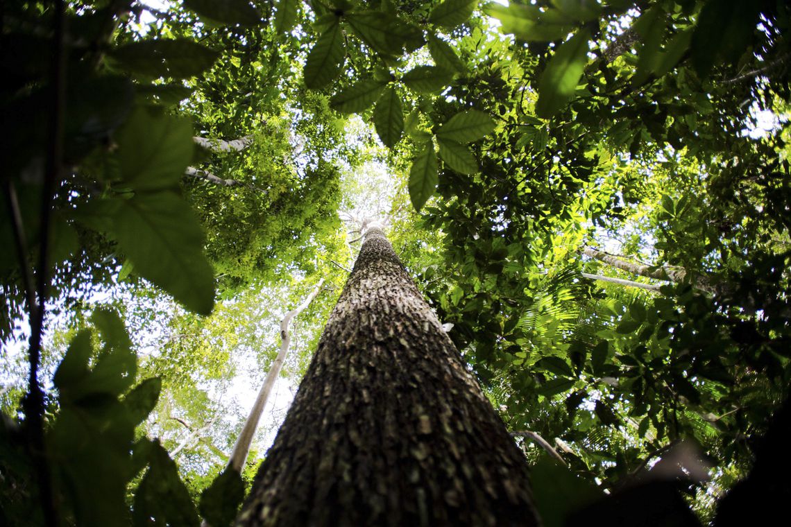 Pesquisa na Amaz&ocirc;nia analisa import&acirc;ncia da biodiversidade