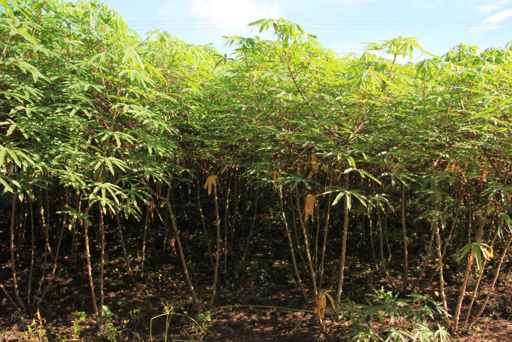 Cultivar de mesa de polpa amarela pode alcan&ccedil;ar 70 toneladas por hectare 
