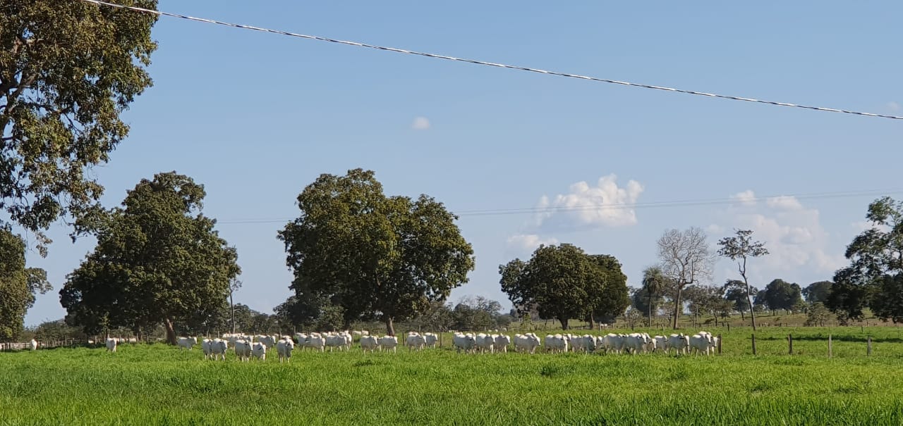 Dia de Campo