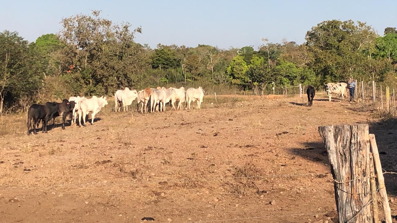Gado recuperado em Nossa Senhora do Livramento