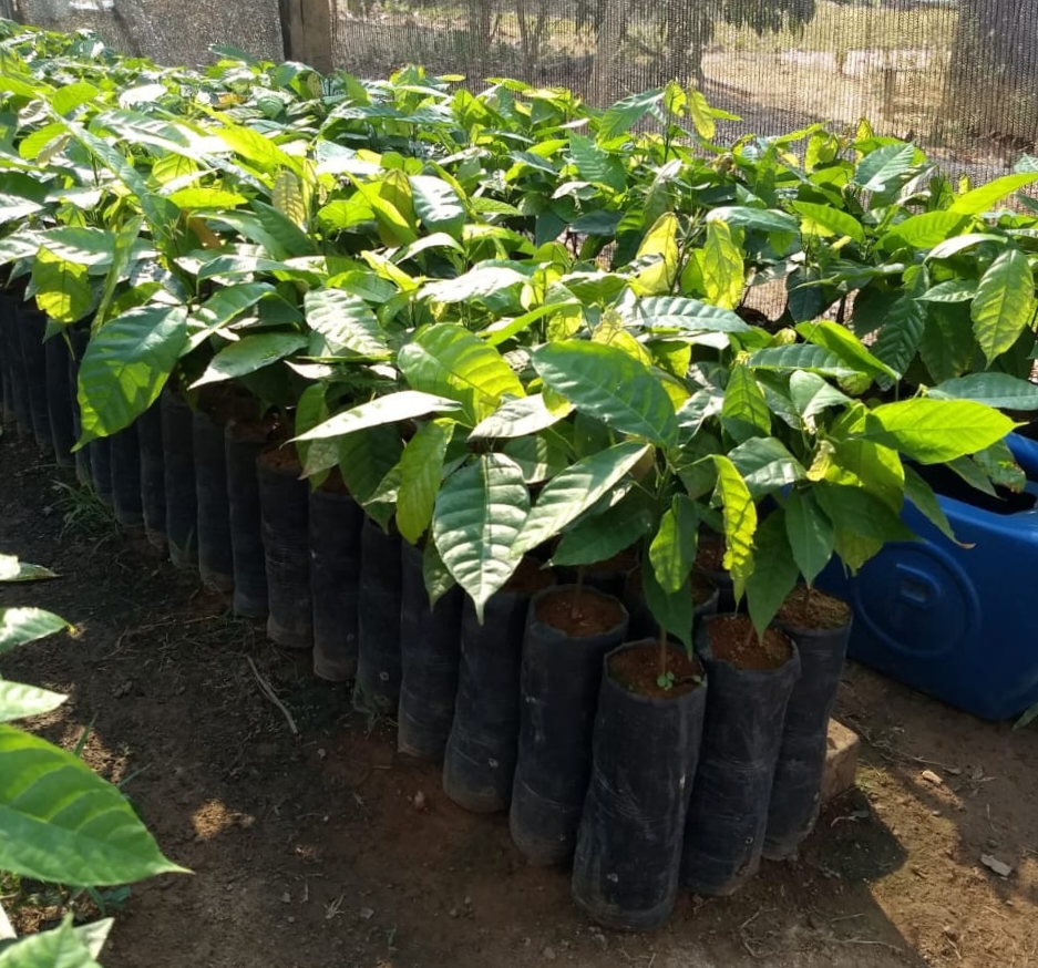 Cada produtor vai produzir 500 mudas que estar&atilde;o prontas para plantio em 2020