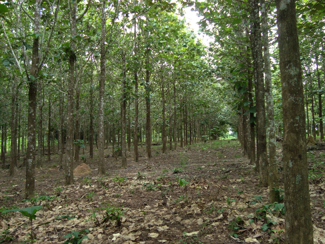 Teca