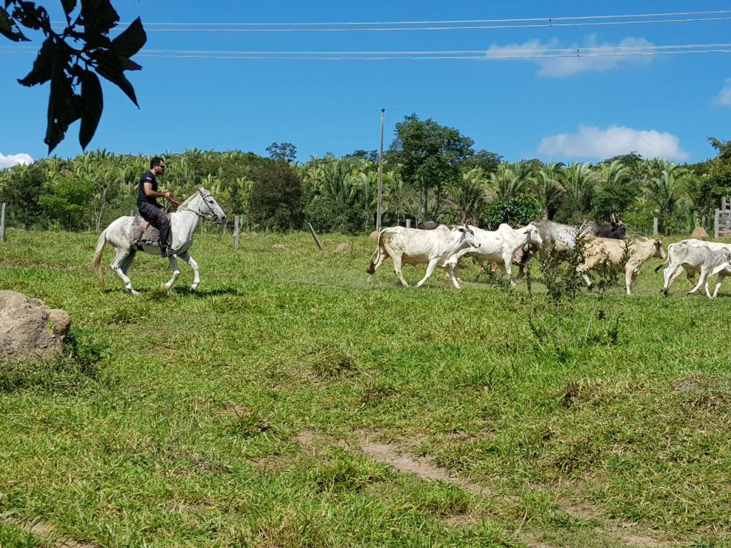 Pol&iacute;cia Civil esclarece furto de 320 cabe&ccedil;as de gado