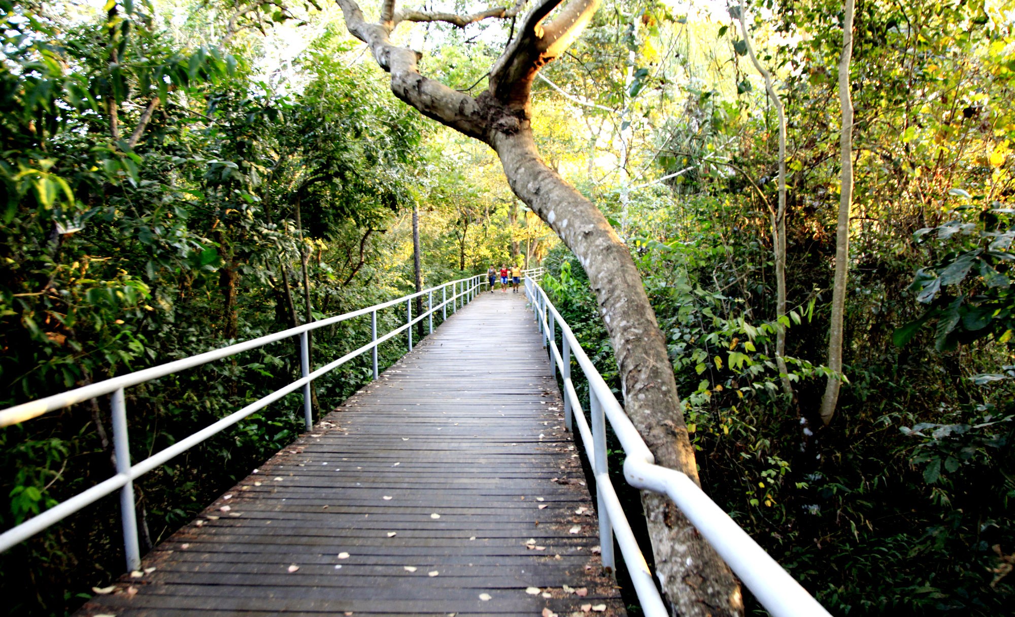 Parque Municipal Flor de Ip&ecirc; - V&aacute;rzea Grande
