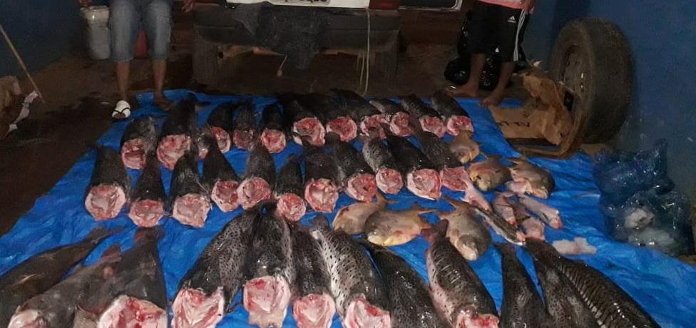 Pescado ilegal em Pocon&eacute;