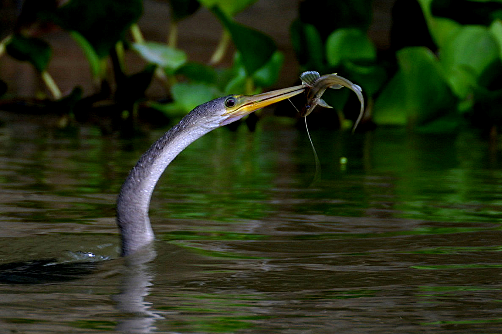 Pantanal - Bigua