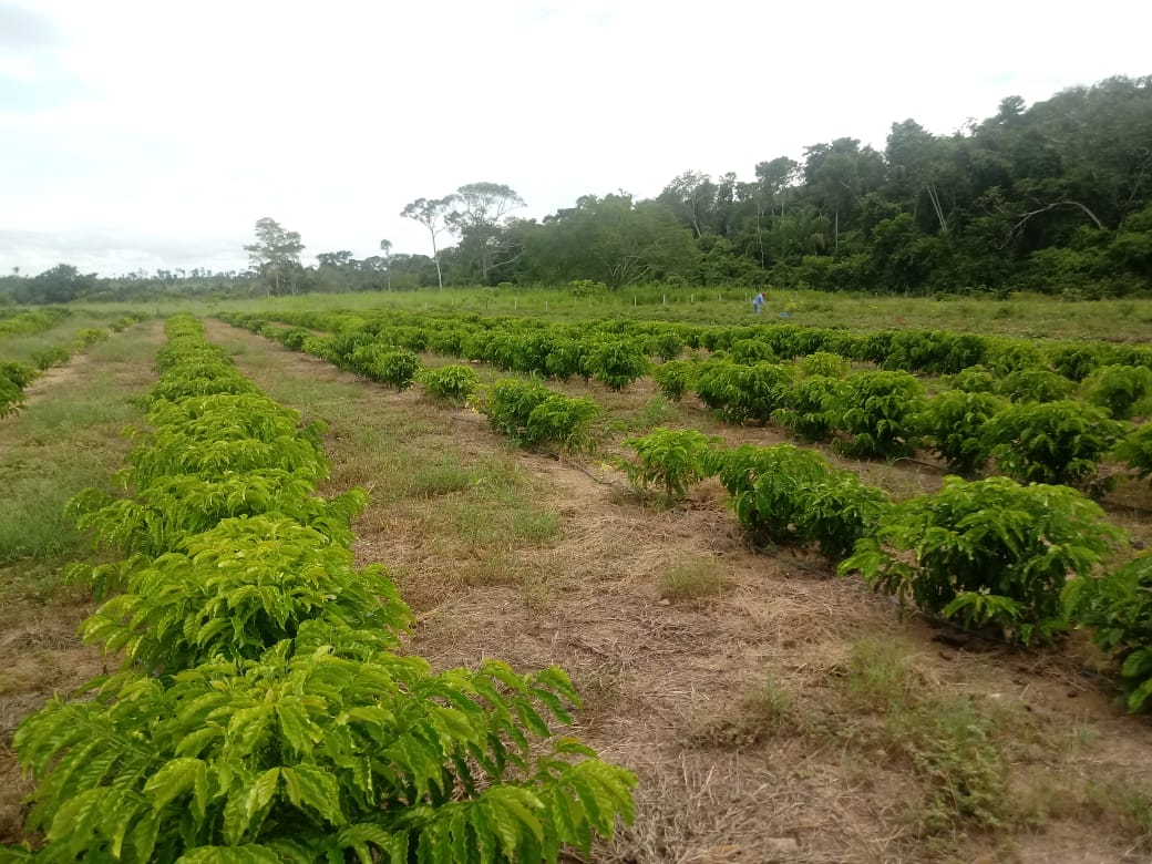 Lavouras de caf&eacute; em Carlina atingem uma produtividade m&eacute;dia de 60 sacas por hectare 2.jpg
