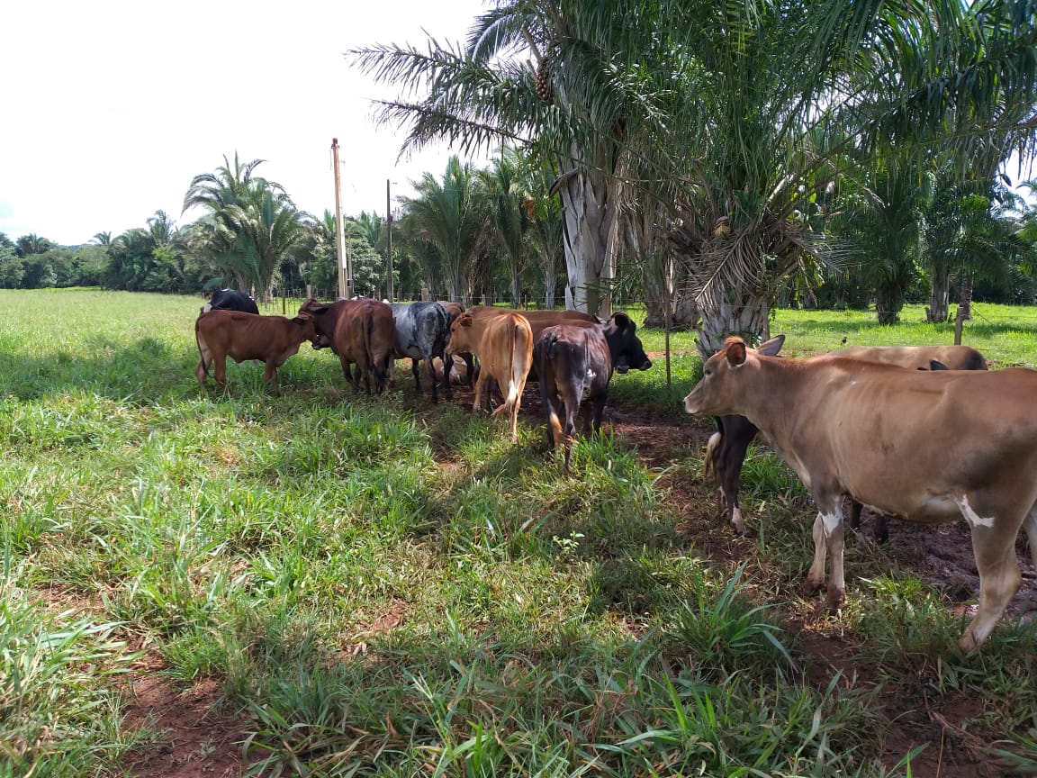 Com 34 animais a produ&ccedil;&atilde;o atinge 100 litros de leite dia