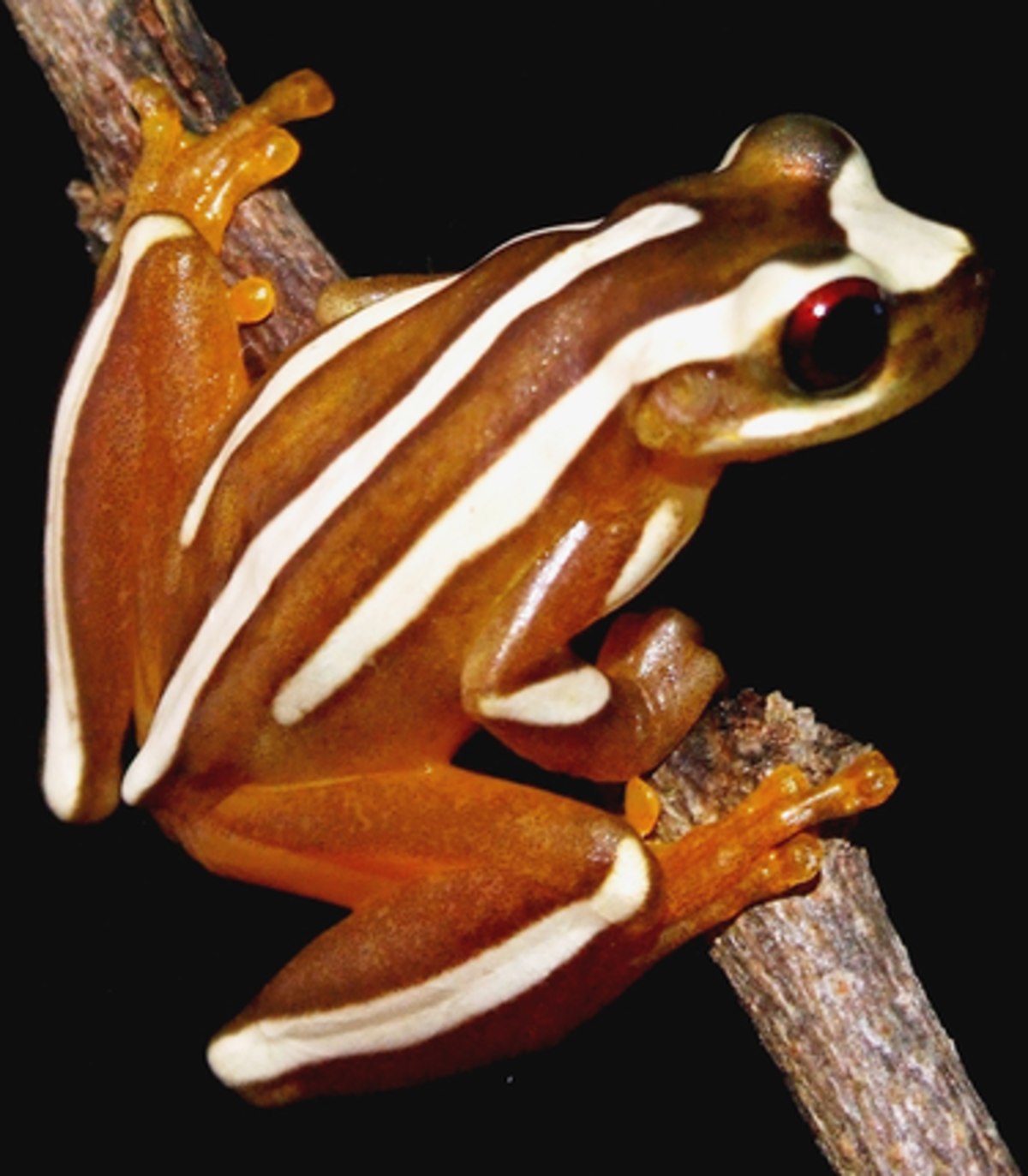 Perereca
