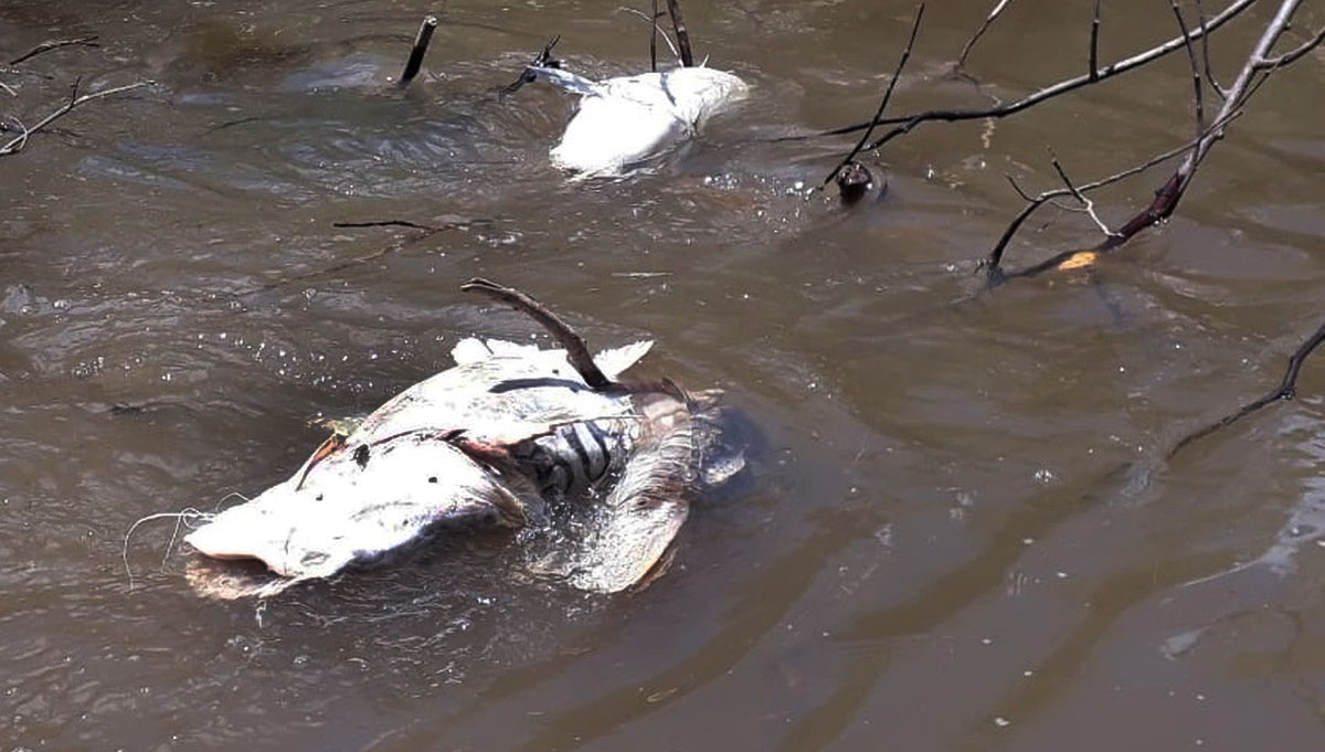 peixe cachara mortos usina