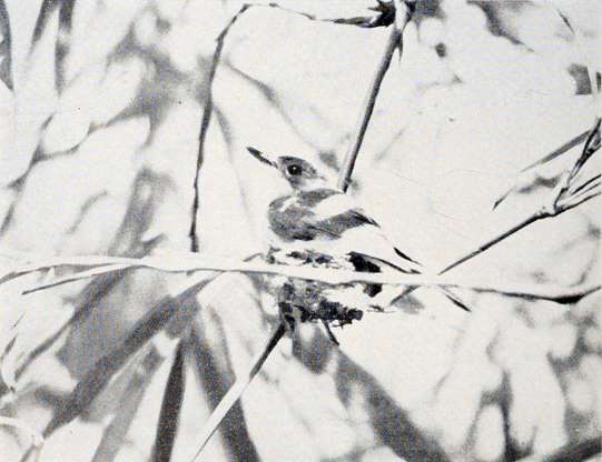 Guam Flycatcher (Myiagra freycineti).jpg