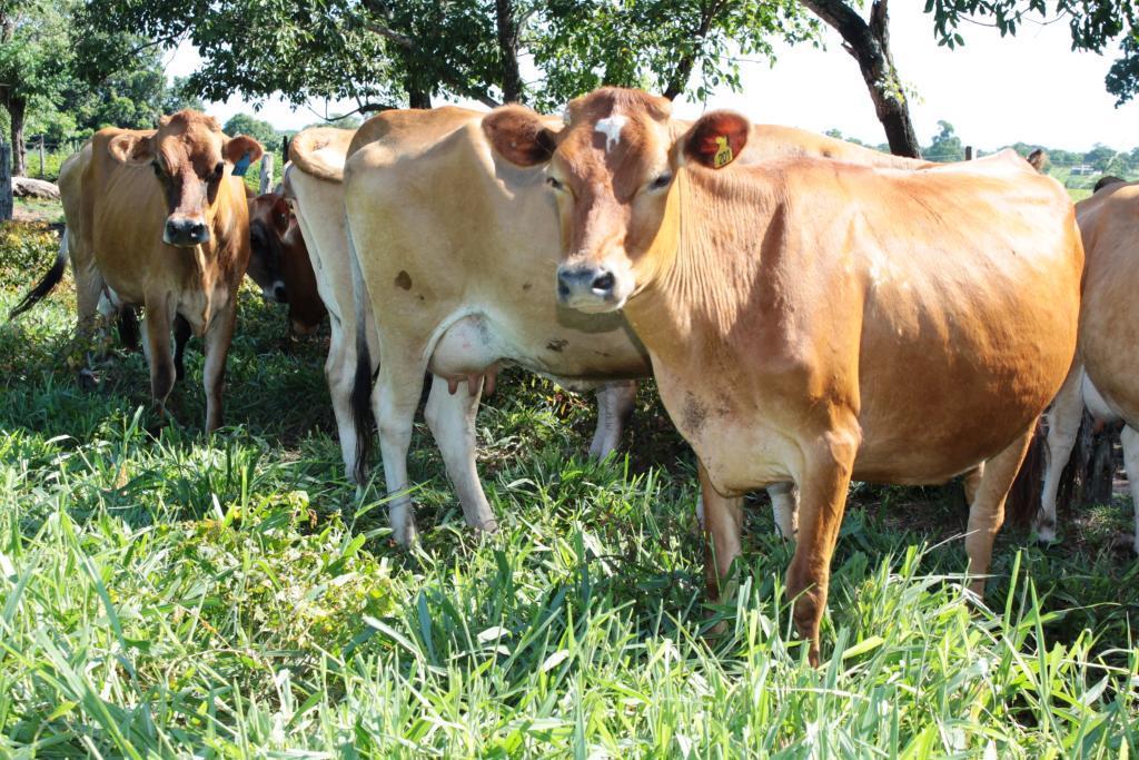 Cada vaca produz em m&eacute;dia 16 litros de leite por dia 