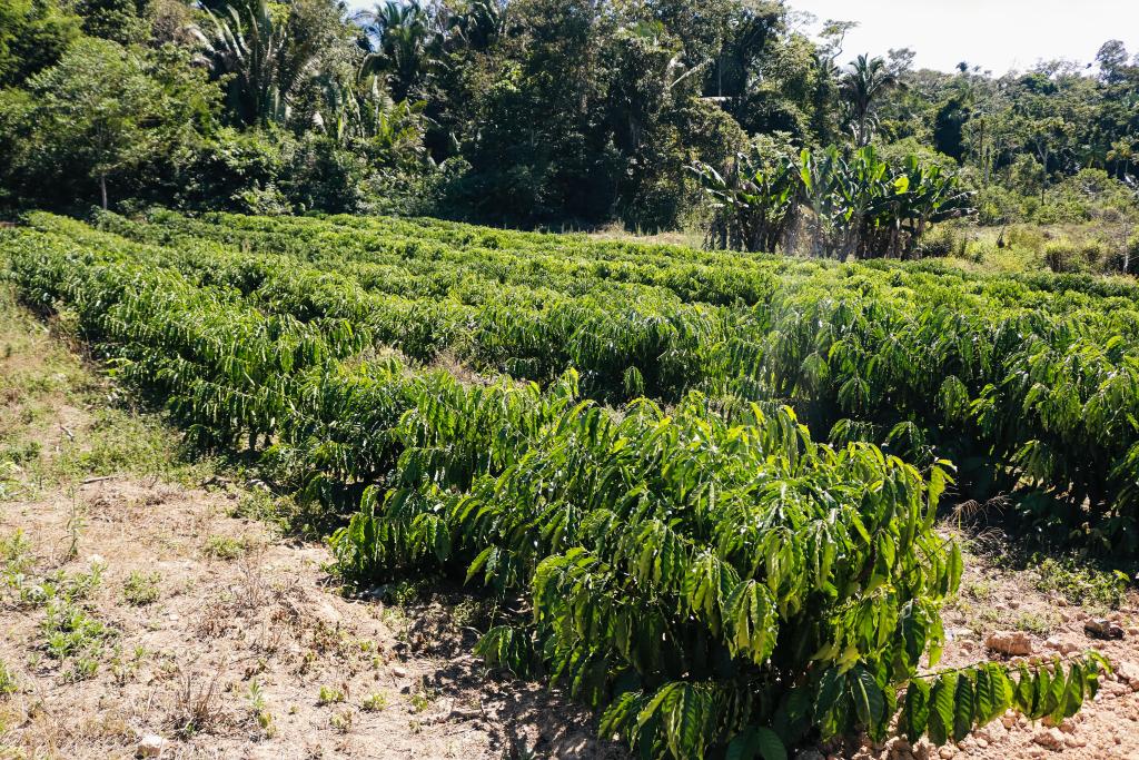 O cultivo do caf&eacute; &eacute; utilizado em pequenas propriedades familiares, e possui alta rentabilidade em menores &aacute;reas