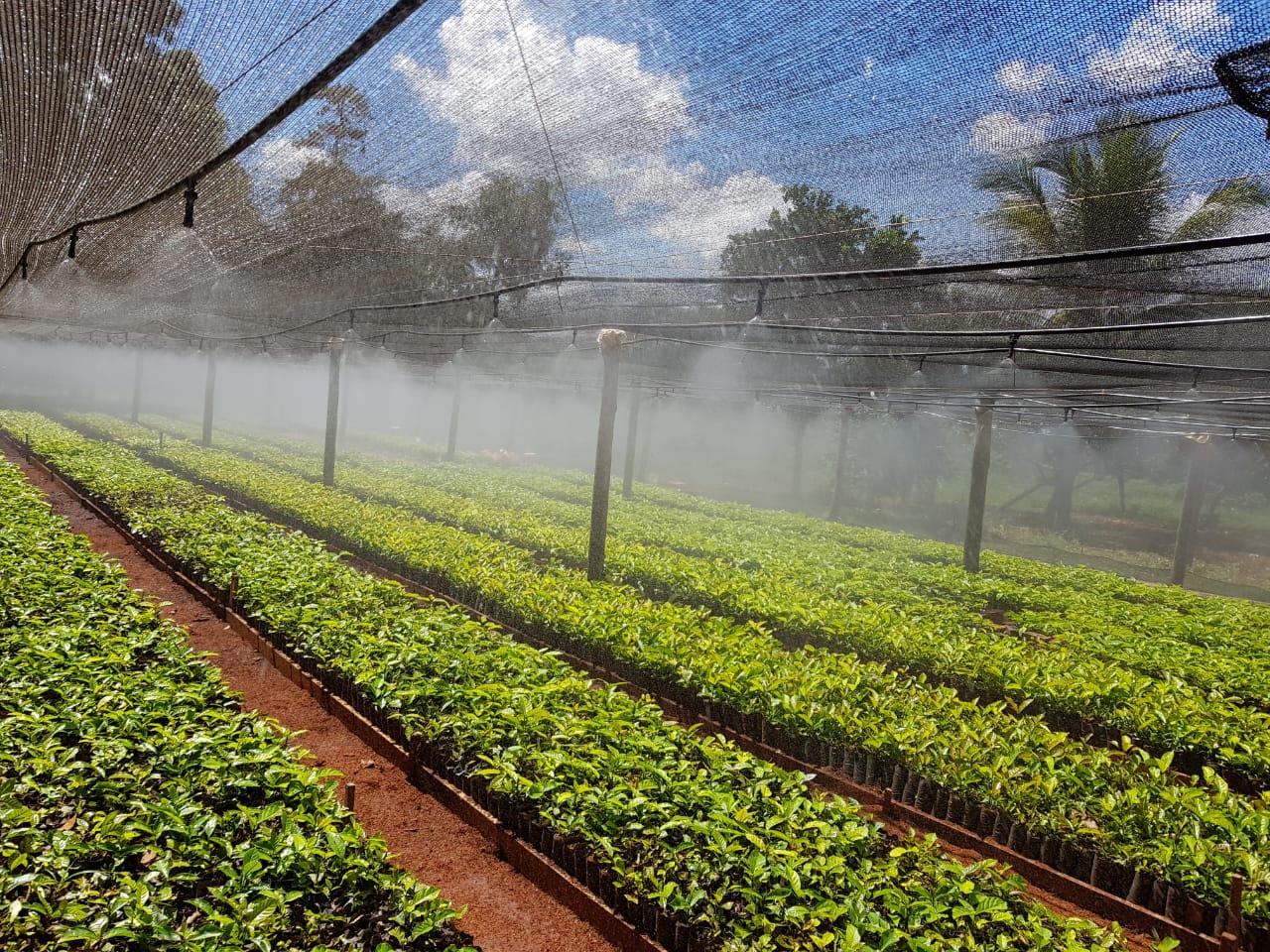 As mudas foram produzidas no  viveiro instalado no Campo Experimental da Empaer.jpg