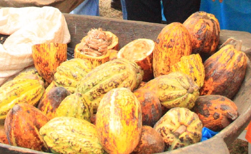 O munic&iacute;pio possui uma &aacute;rea estima de 40 hectares com o cultivo de cacau - Jo&atilde;o de Melo - Empaer.jpg